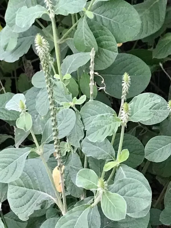 Apang Tree (আপাং গাছ)