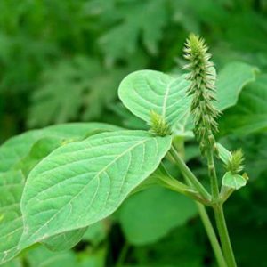 Apang Tree (আপাং গাছ)