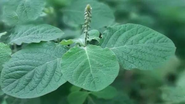 Apang Tree (আপাং গাছ)